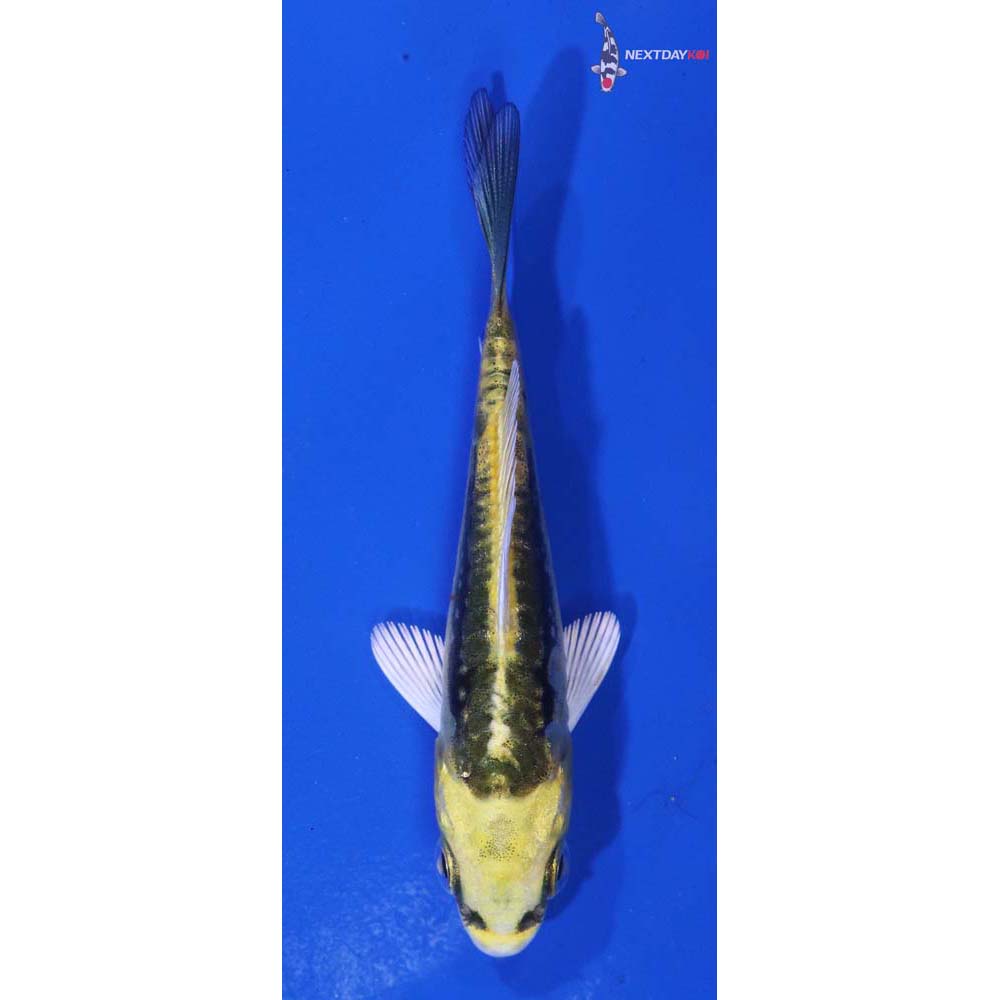3” Imported Kin Kikokuryu
