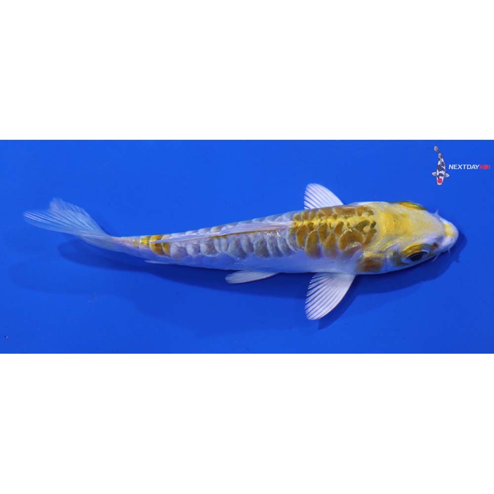3.5” Imported Doitsu Kujaku