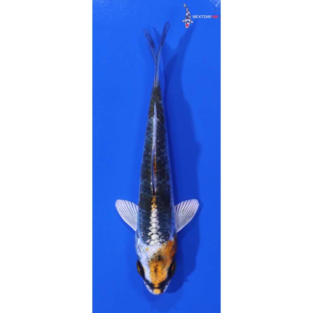 3.5” Imported Kujaku
