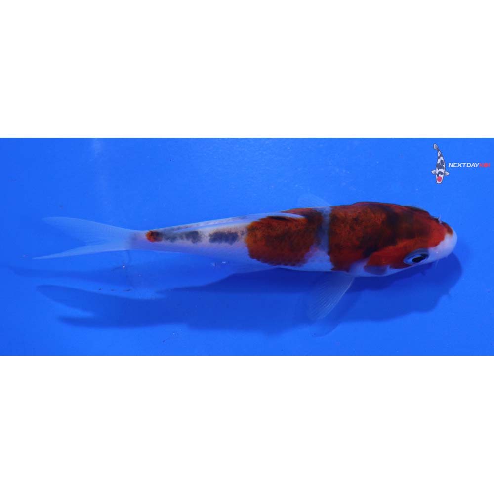 3” Imported Goshiki