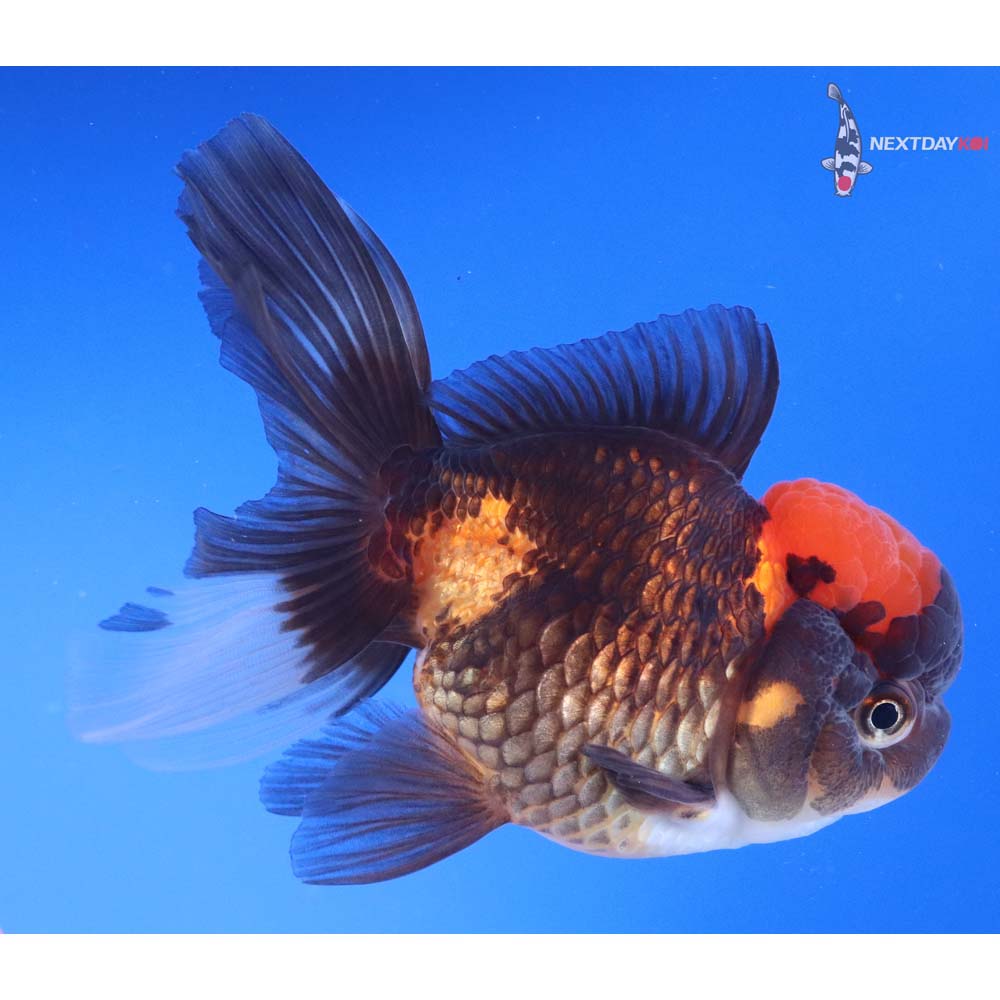 4.5” Imported Tri Color Oranda