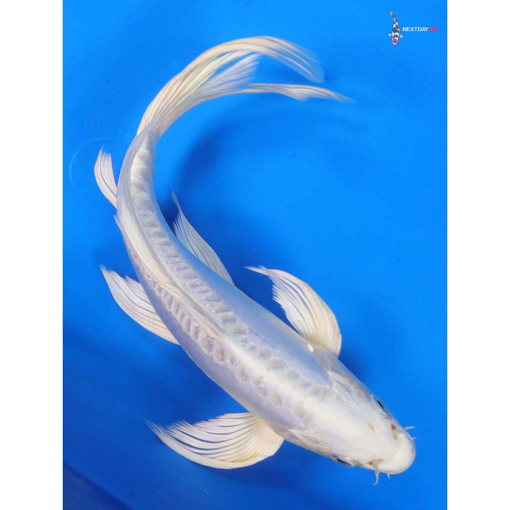 9” Imported Doitsu Platinum Ogon Butterfly Koi