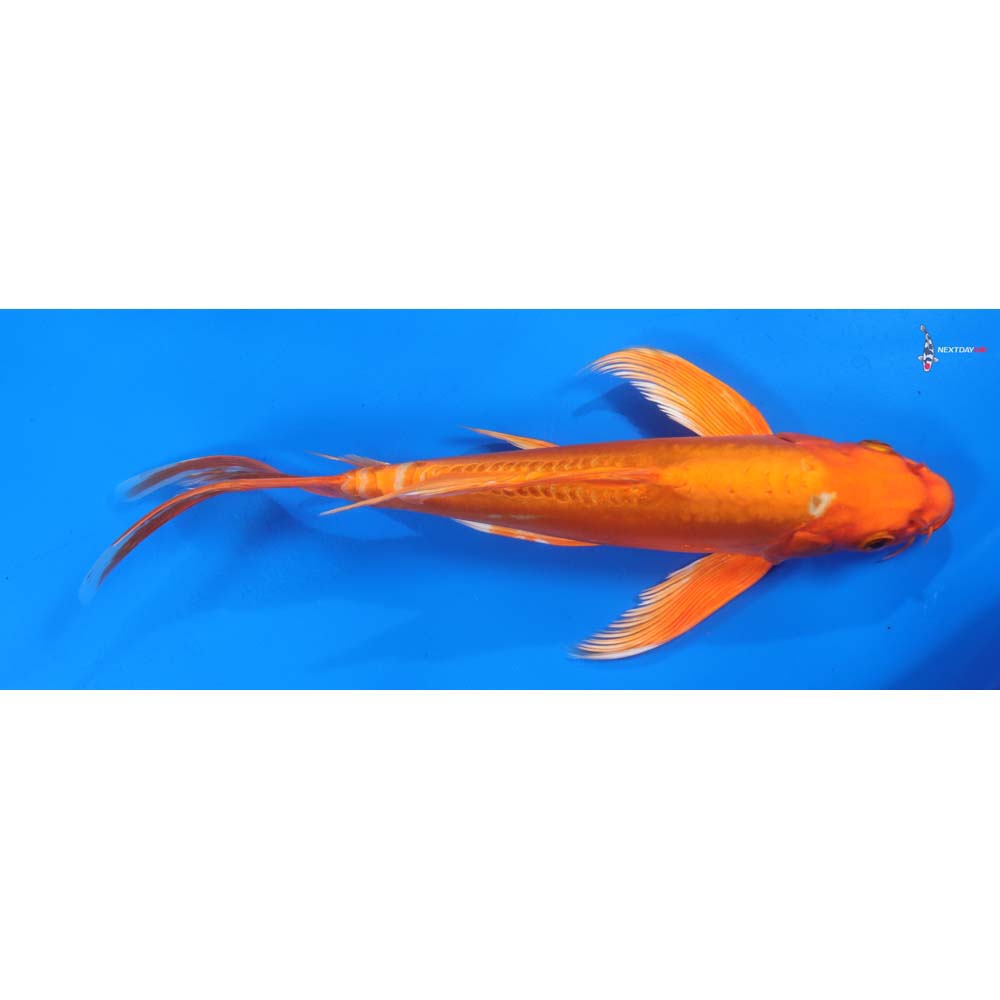 9.5” Imported Doitsu Orenji Ogon Butterfly Koi
