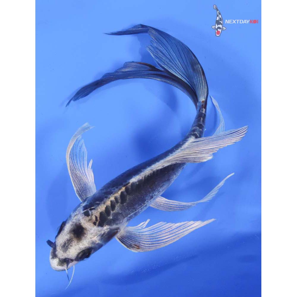 8” Imported Kin Kikokuryu Butterfly Koi