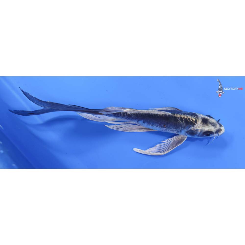 8” Imported Kin Kikokuryu Butterfly Koi