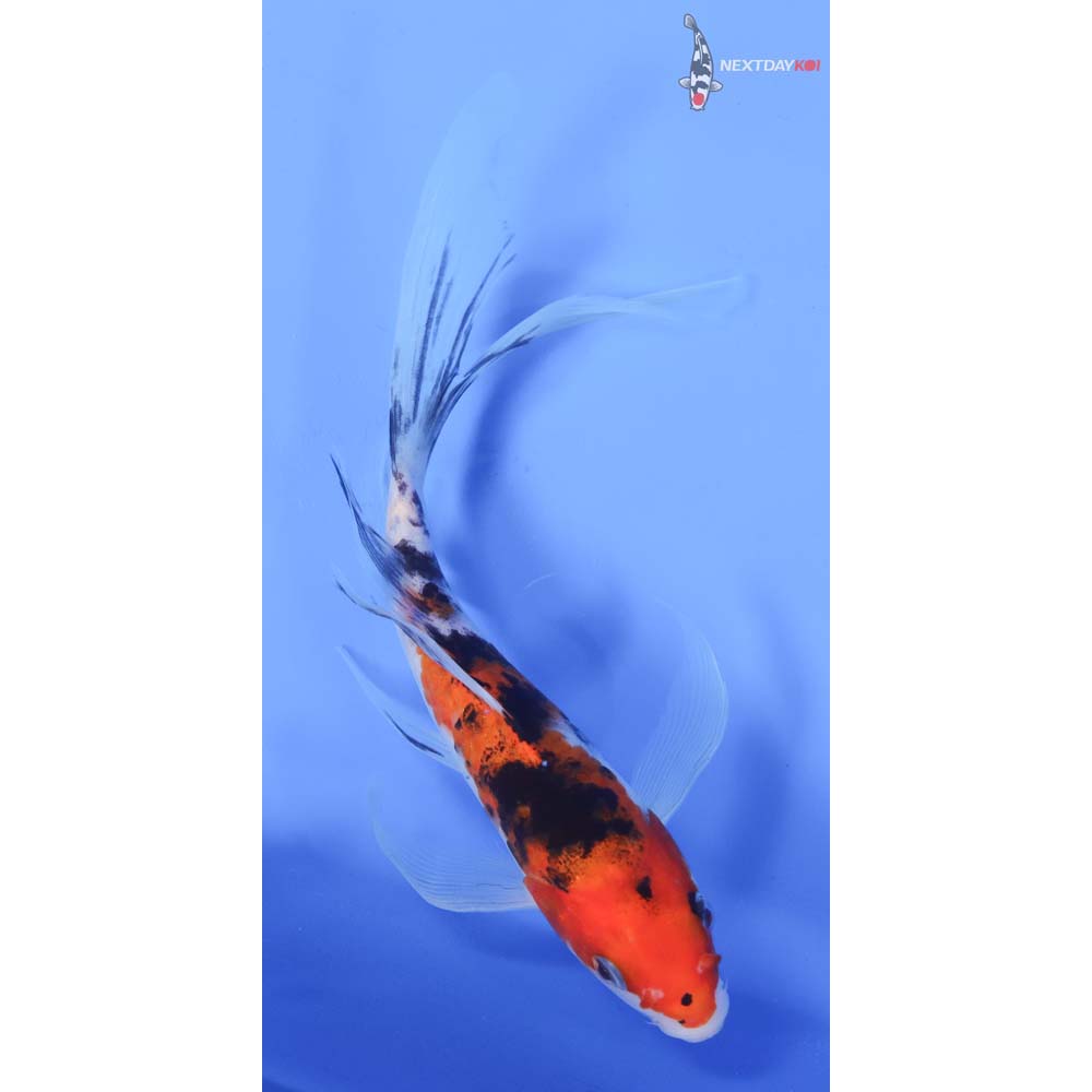 8” Imported Sanke Butterfly Koi
