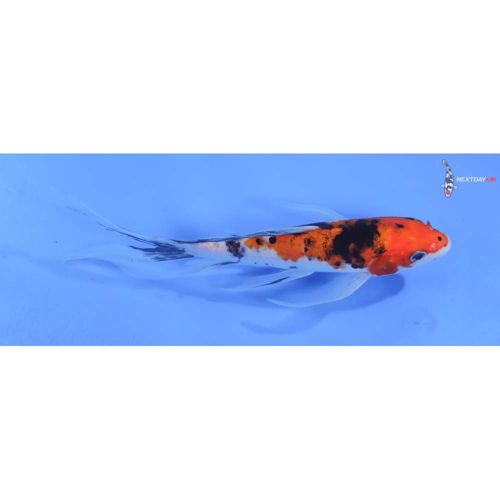 8” Imported Sanke Butterfly Koi