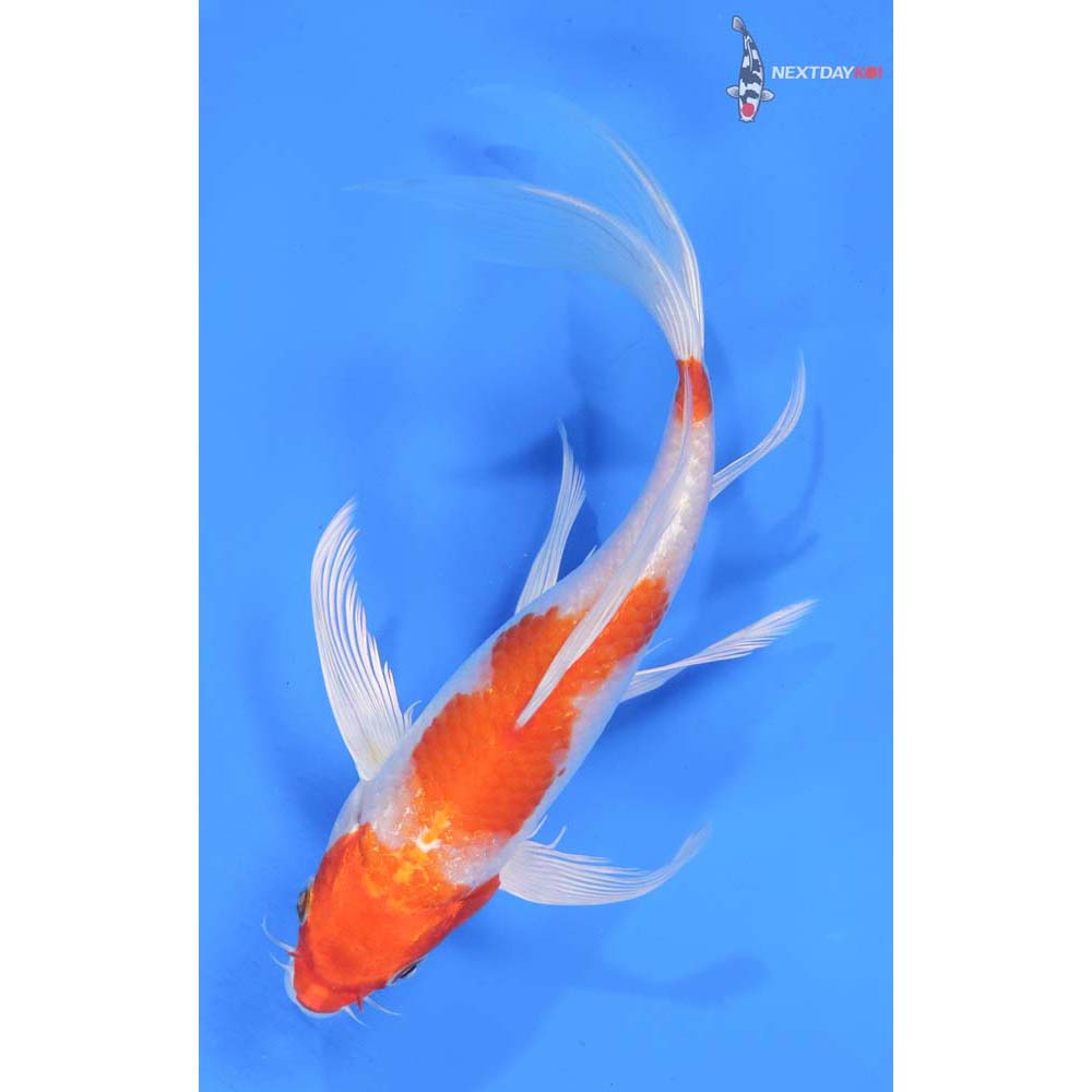 7.5” Imported Hariwake Butterfly Koi