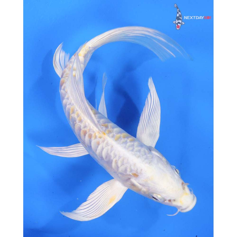 7.5” Imported Doitsu Lemon Hariwake Butterfly Koi
