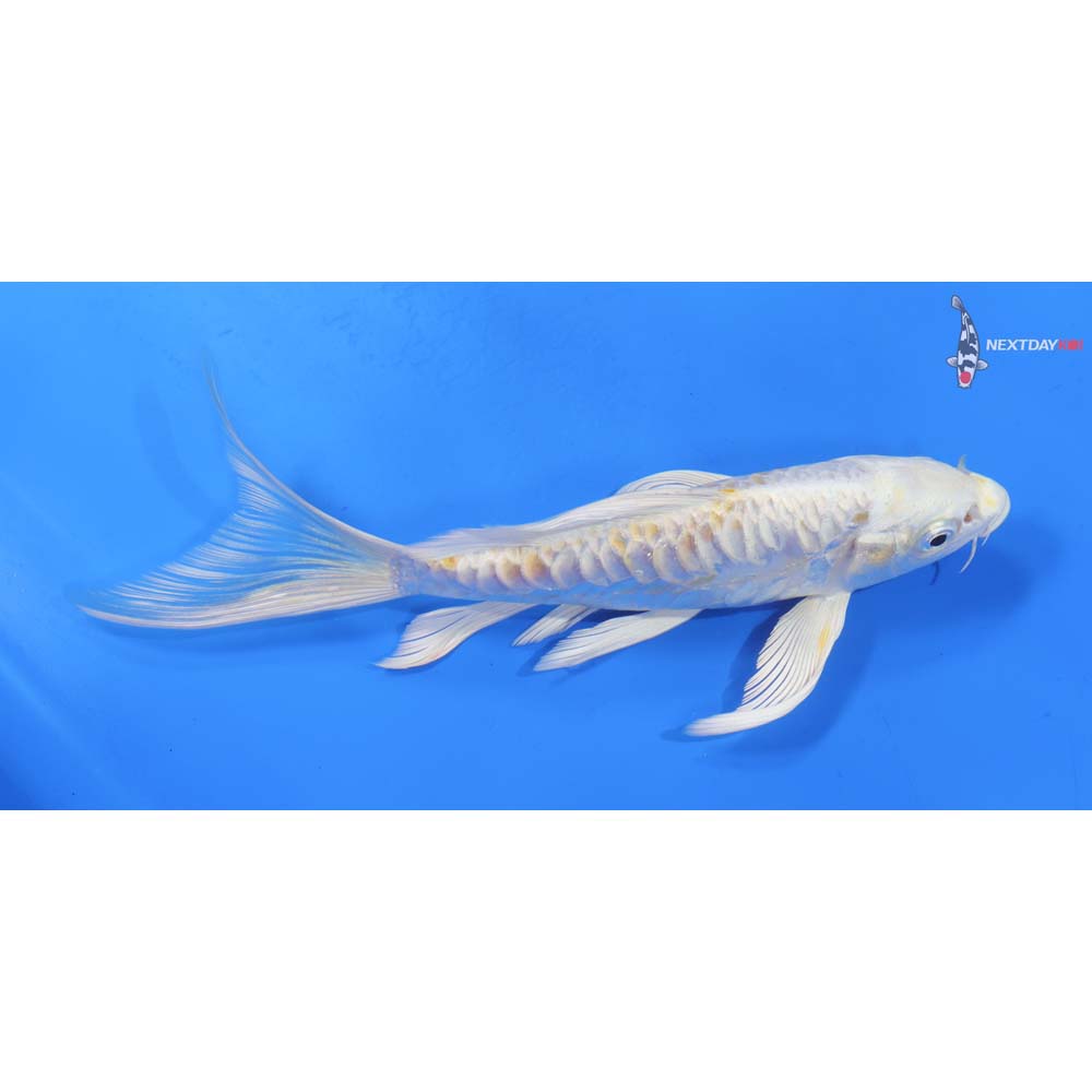 7.5” Imported Doitsu Lemon Hariwake Butterfly Koi