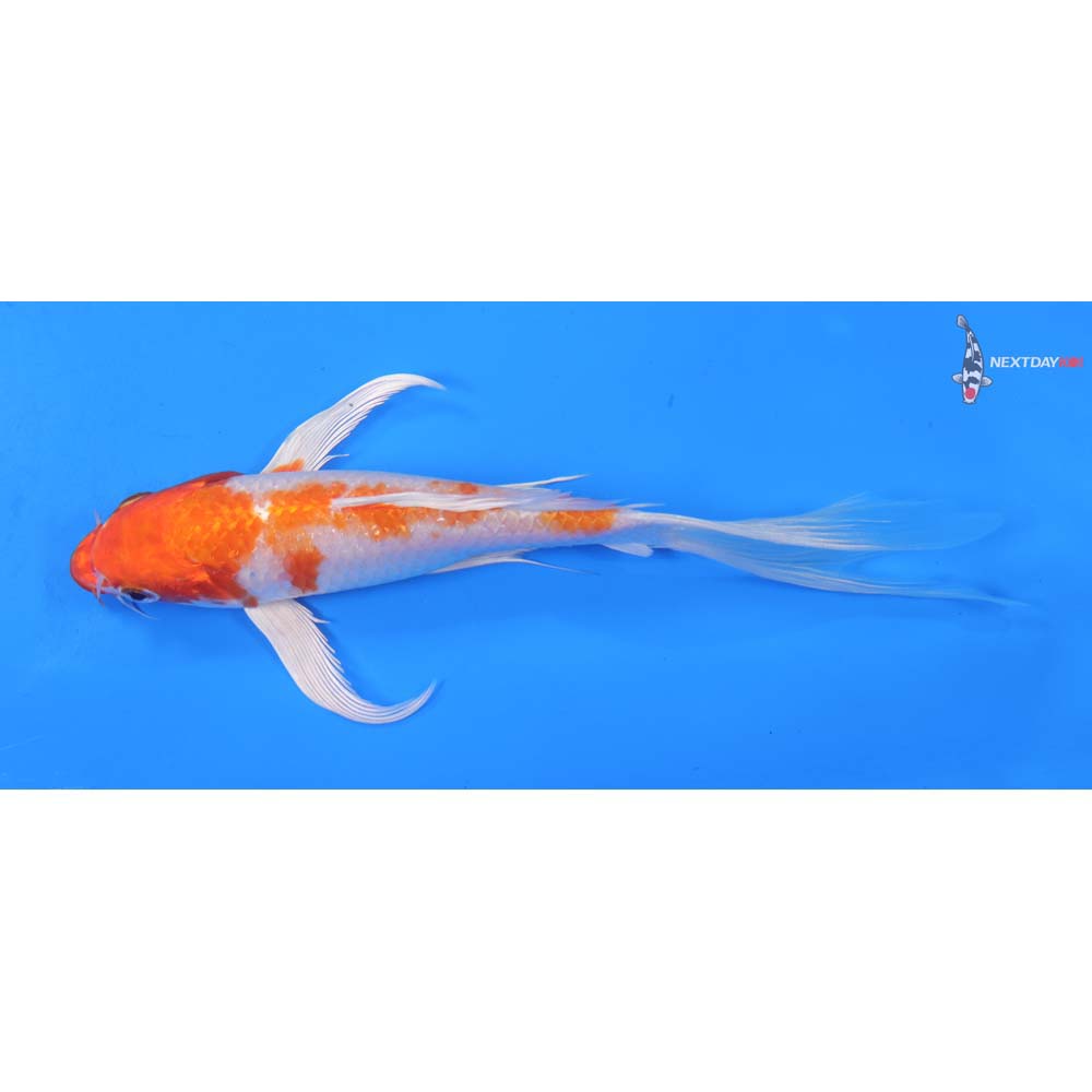 7.5” Imported Hariwake Butterfly Koi