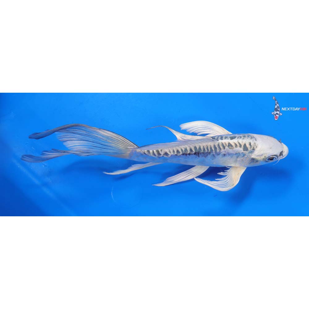 8” Imported Doitsu Gin Matsuba Butterfly Koi
