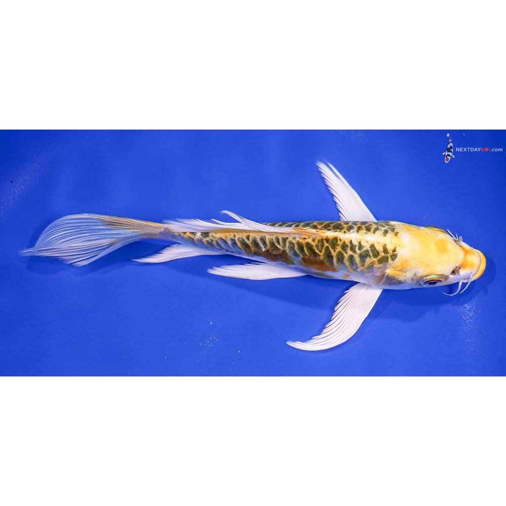 7” Imported Armor Scaled Kujaku Butterfly Koi