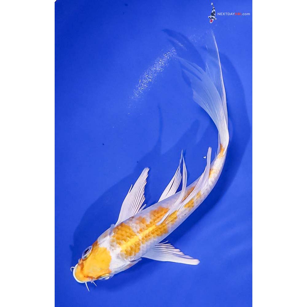6.5” Imported Lemon Hariwake Butterfly Koi