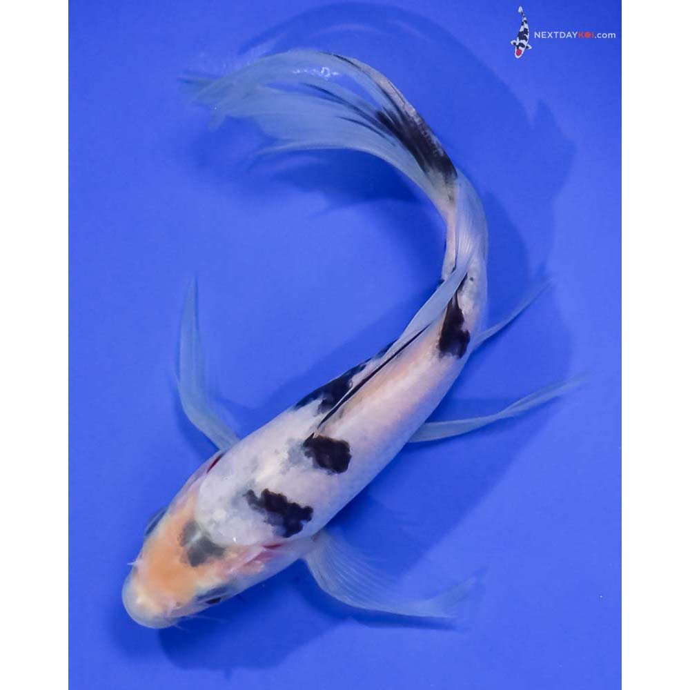 7” Imported Shiro Bekko Butterfly Koi