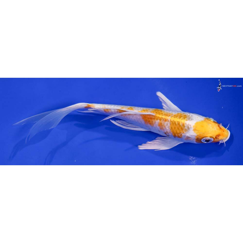 6.5” Imported Lemon Hariwake Butterfly Koi