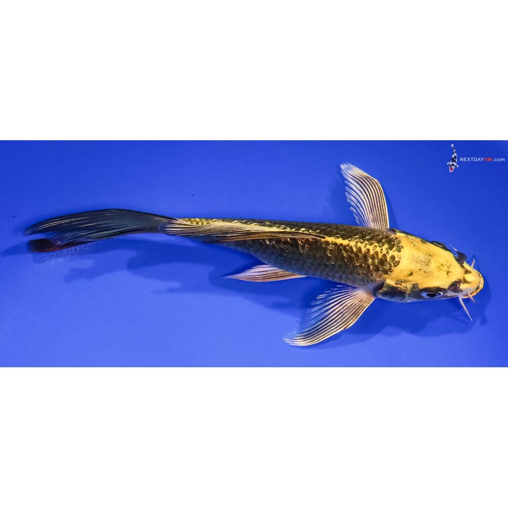 7” Imported Gin Rin Kujaku Butterfly Koi