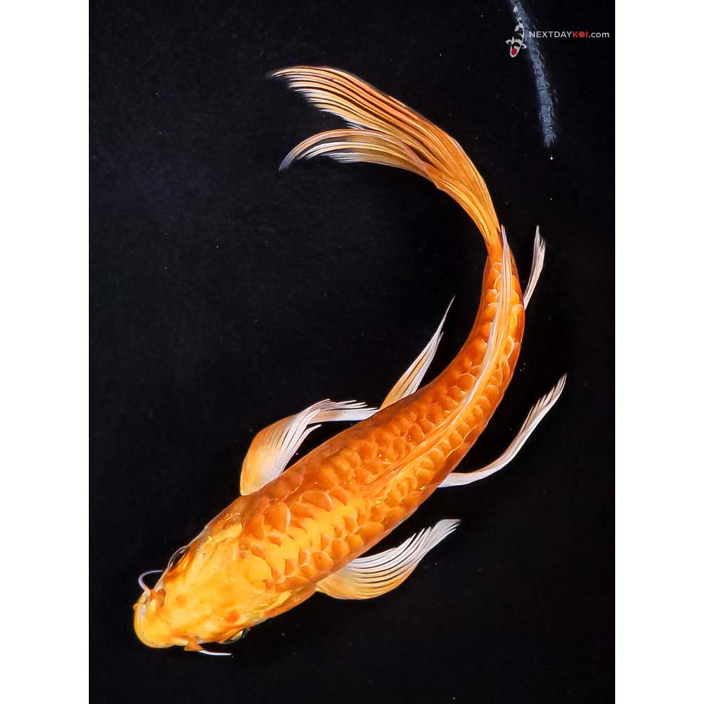 7” Imported Armor Scaled Orenji Ogon Butterfly Koi
