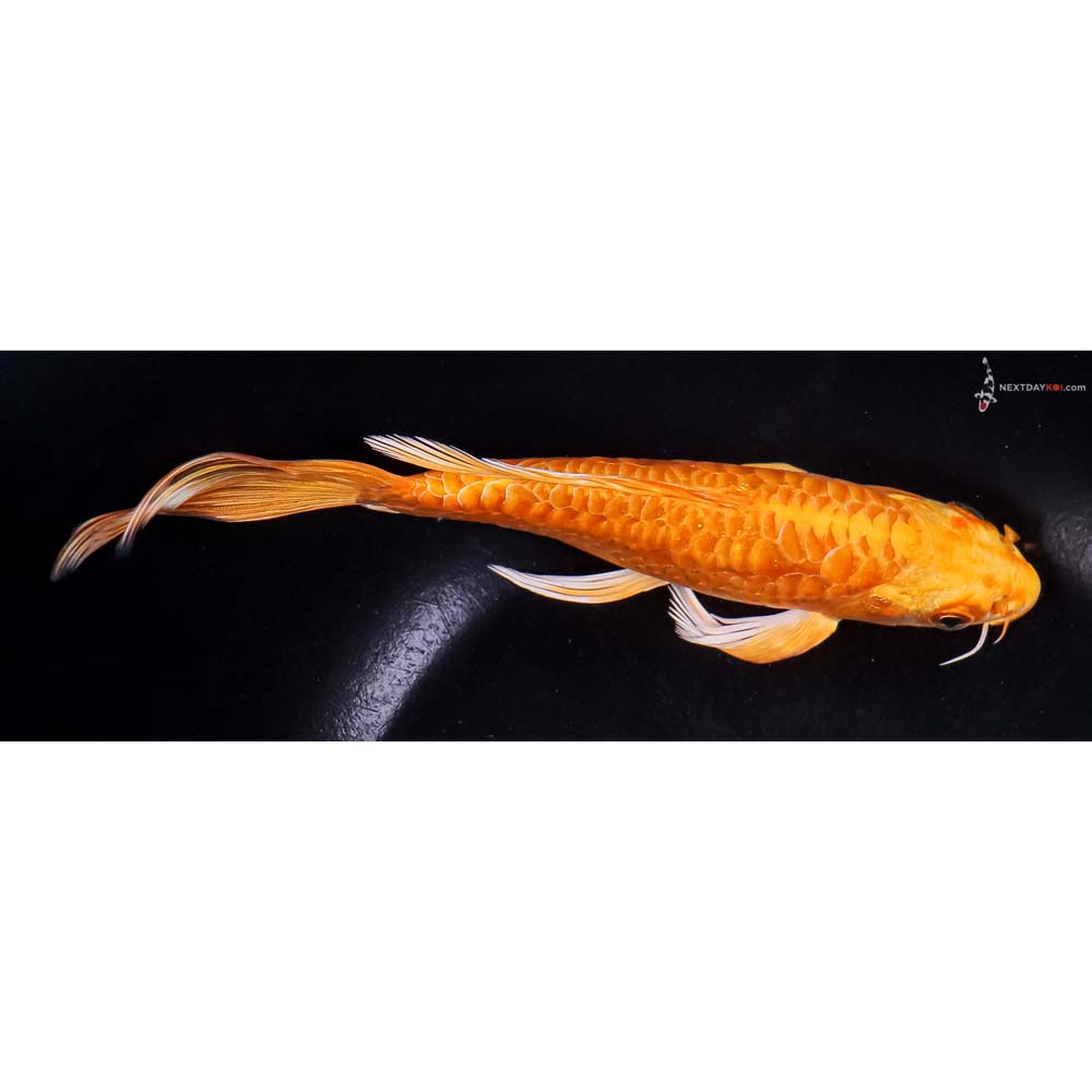 7” Imported Armor Scaled Orenji Ogon Butterfly Koi
