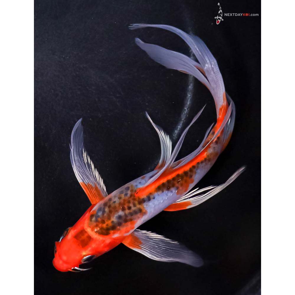 7” Imported Asagi Butterfly Koi