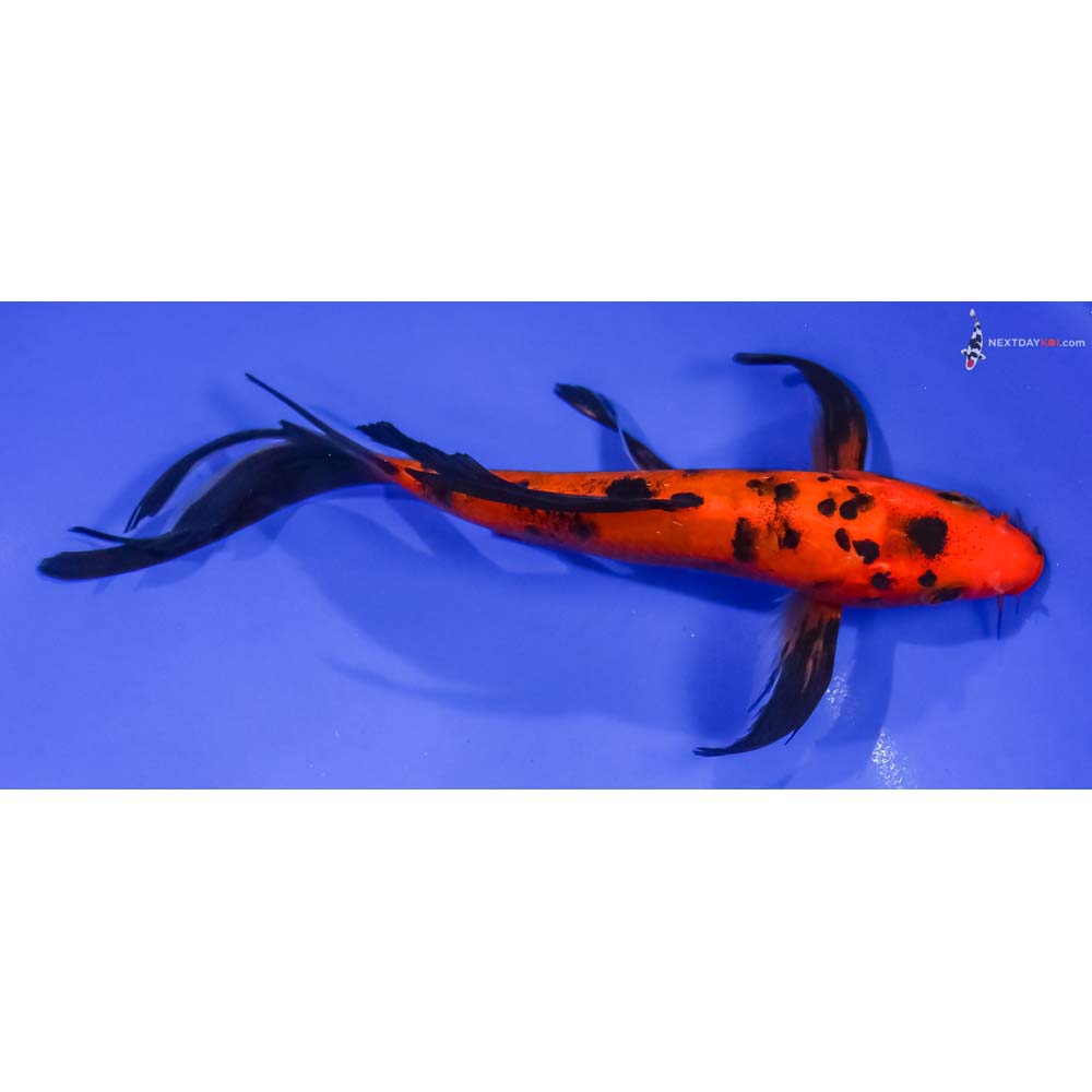 7” Imported Aka Bekko Butterfly Koi