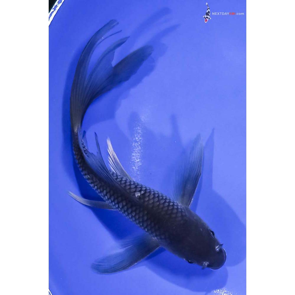 7.5” Imported Soragoi Butterfly Koi