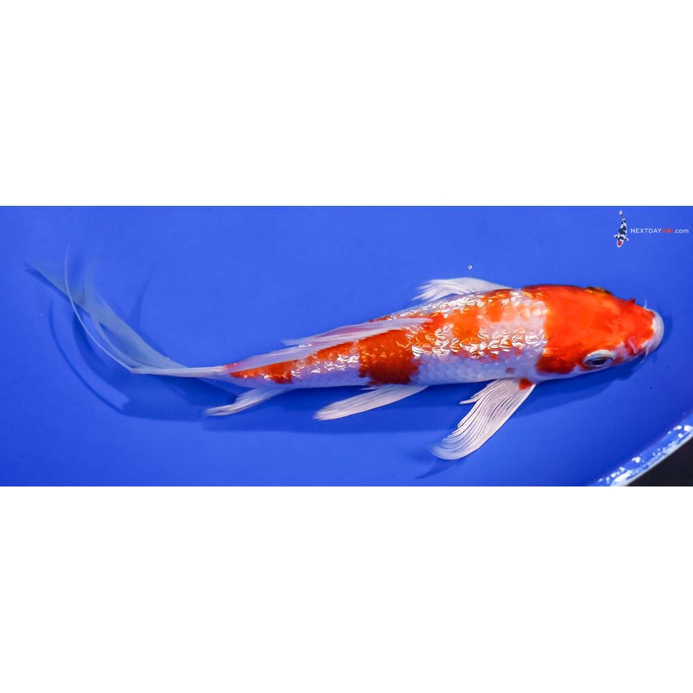 7.5” Imported Gin Rin Hariwake Butterfly Koi