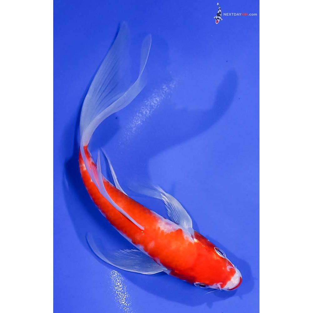 6.5” Imported Glass Fin Kohaku Butterfly Koi
