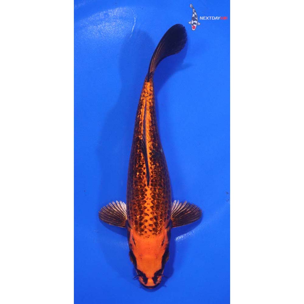 6.5” Imported Orenji Matsuba