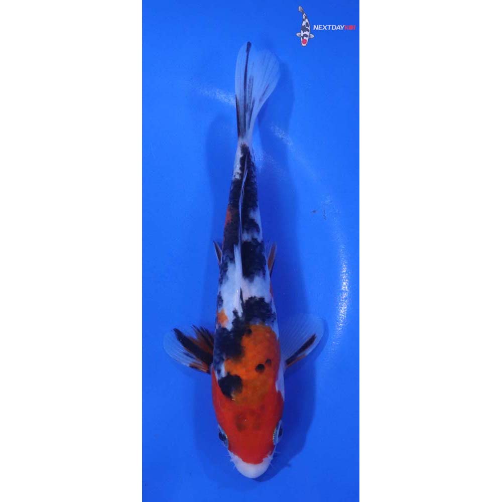 6.5” Imported Sanke