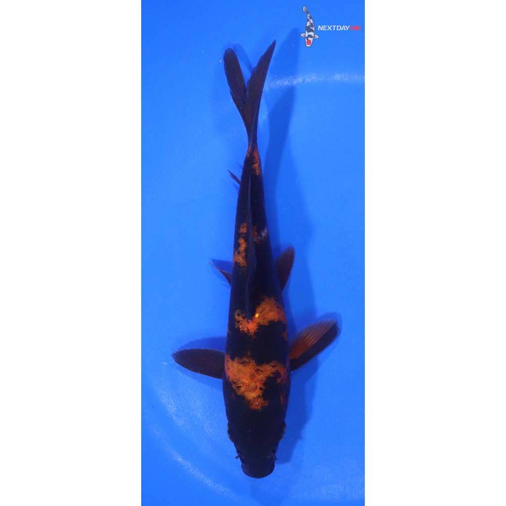 6” Imported Hi Utsuri