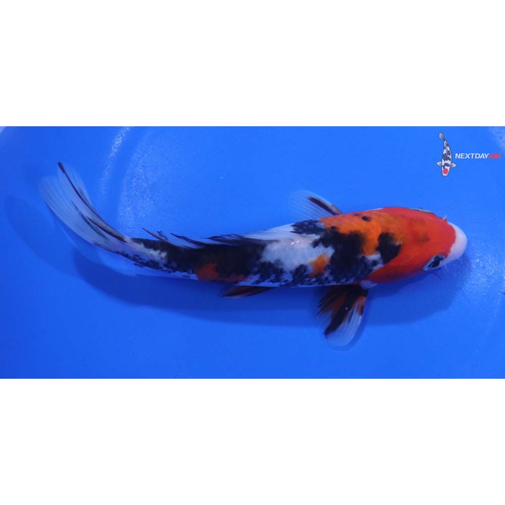 6.5” Imported Sanke
