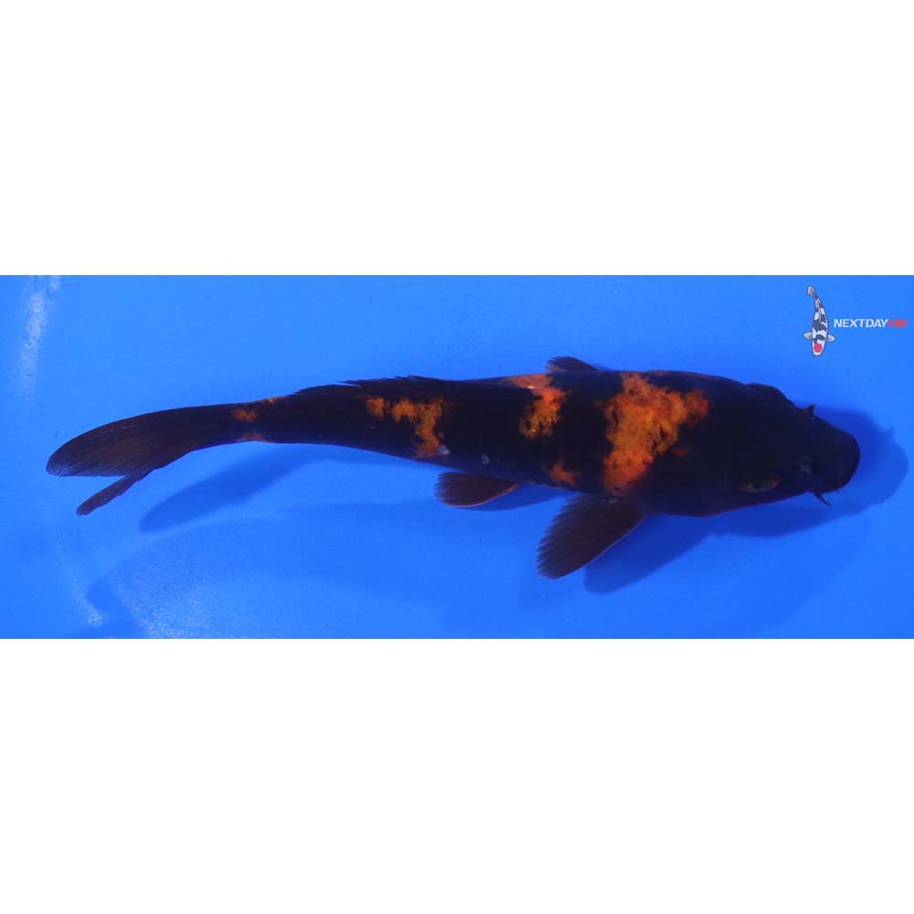 6” Imported Hi Utsuri