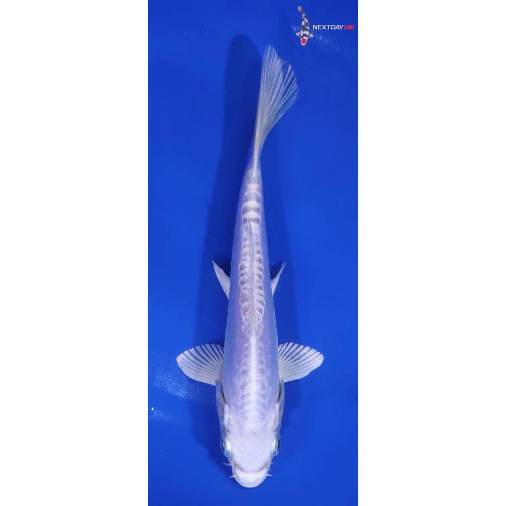 6.5” Imported Doitsu Platinum Ogon