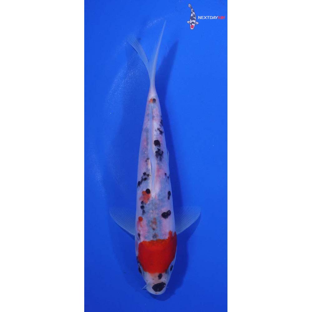 6.5” Imported Sanke
