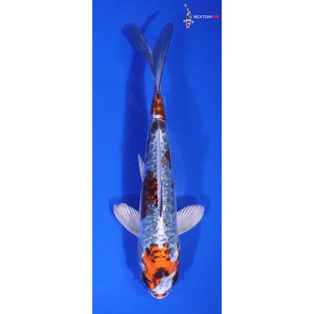 7” Imported Doitsu Kujaku