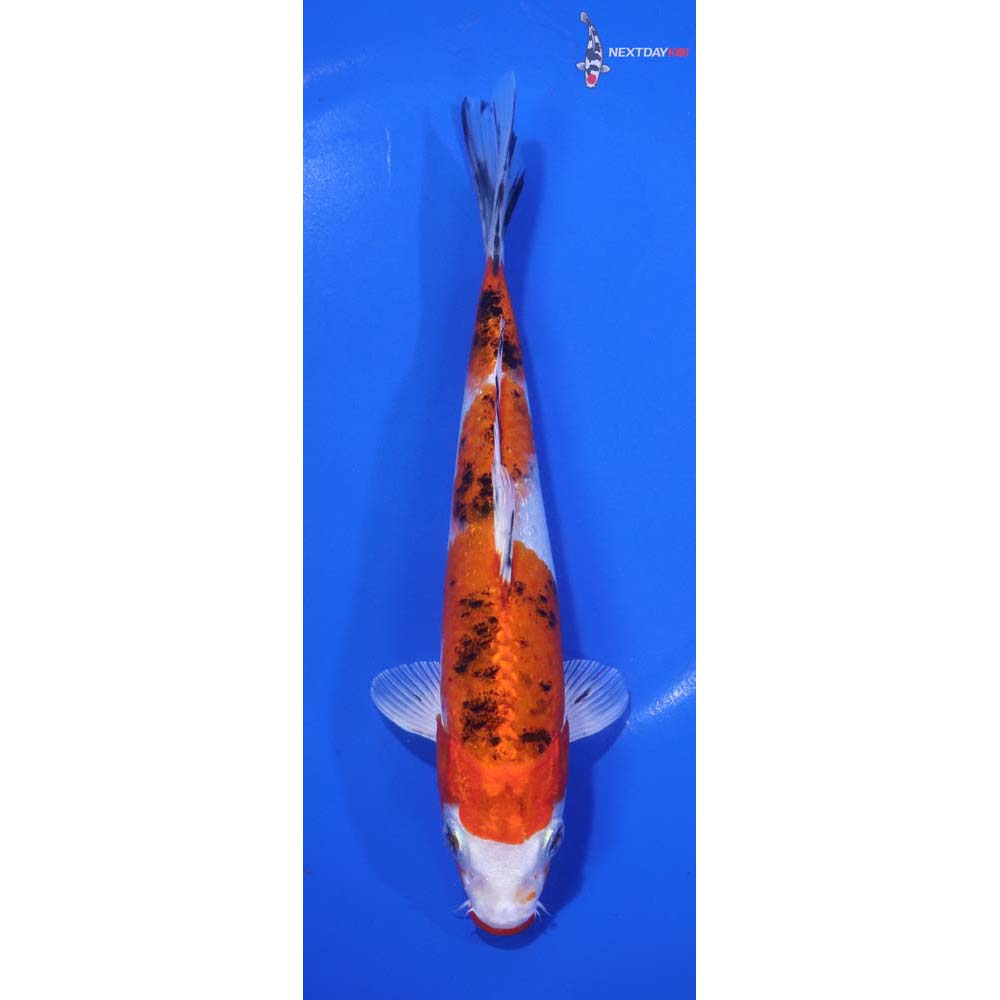 7” Imported Yamato Nishiki