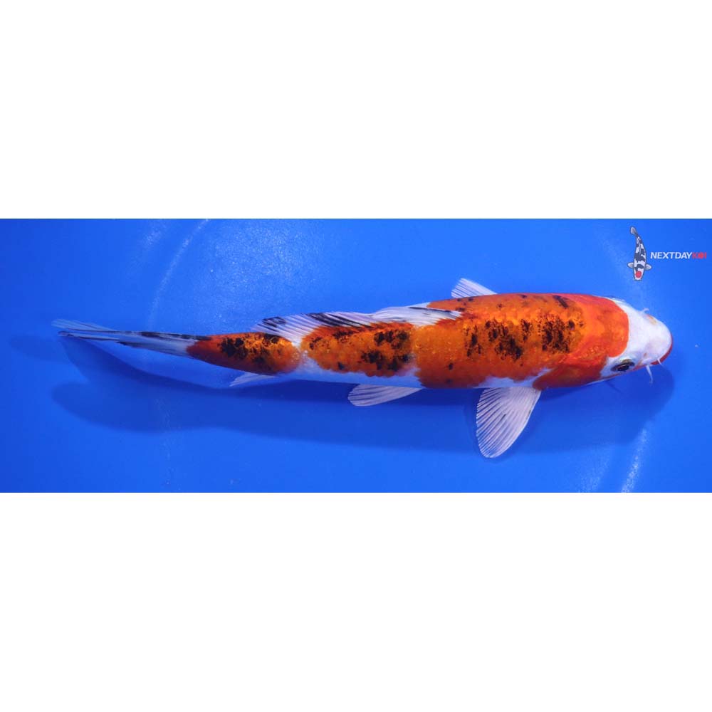 7” Imported Yamato Nishiki