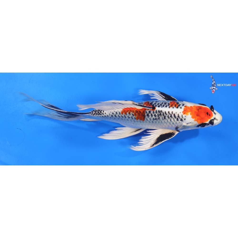 10” Imported Kujaku Butterfly Koi