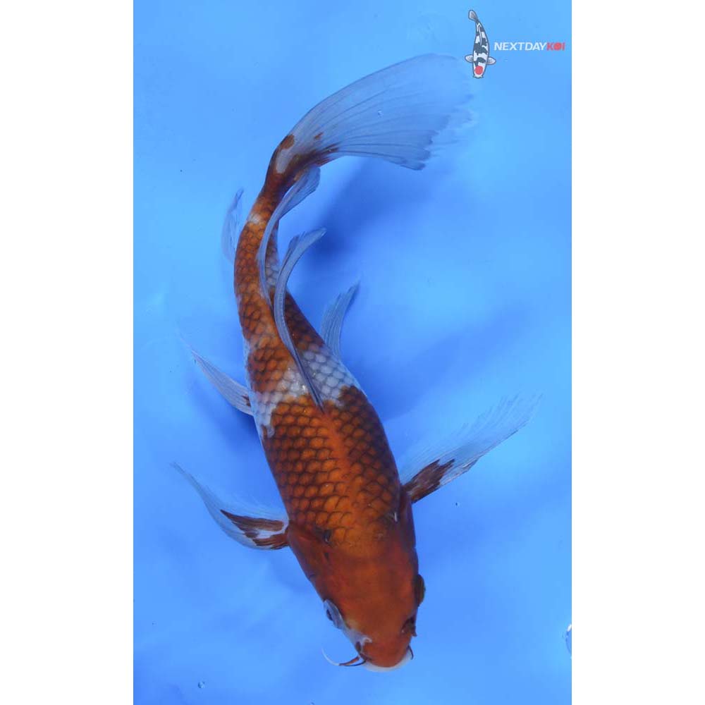 10” Imported Ochiba Shigure Butterfly Koi