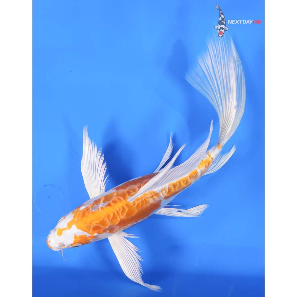 10” Imported Kikusui Butterfly Koi