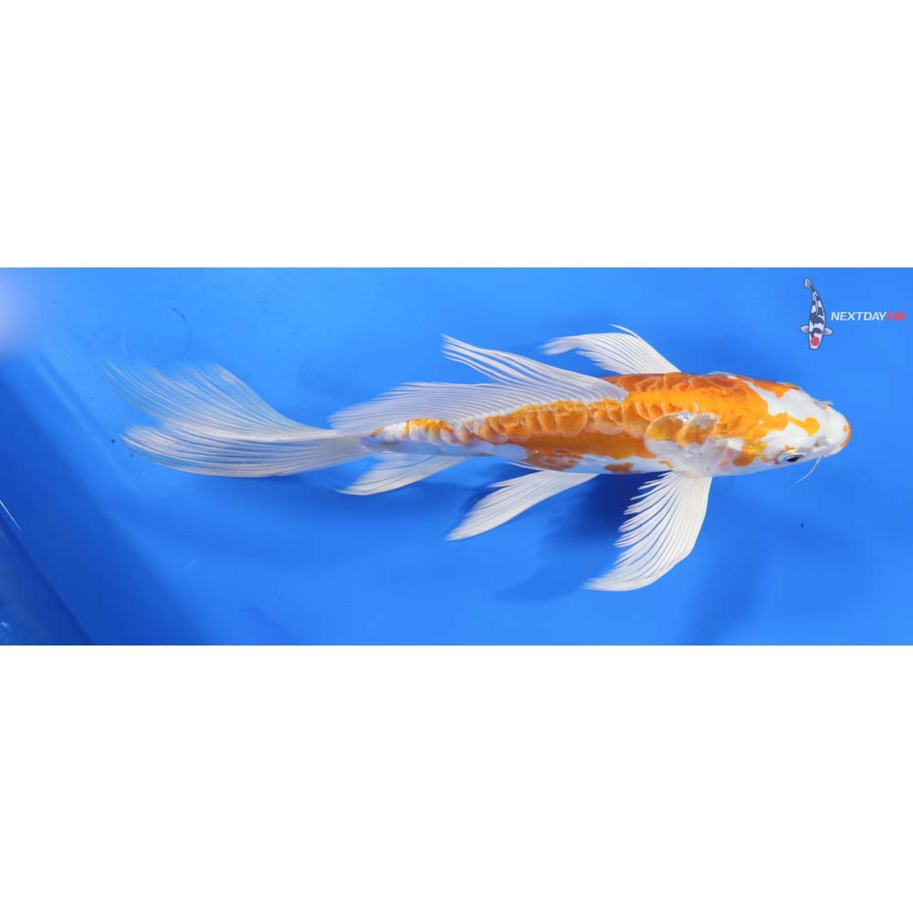 10” Imported Kikusui Butterfly Koi