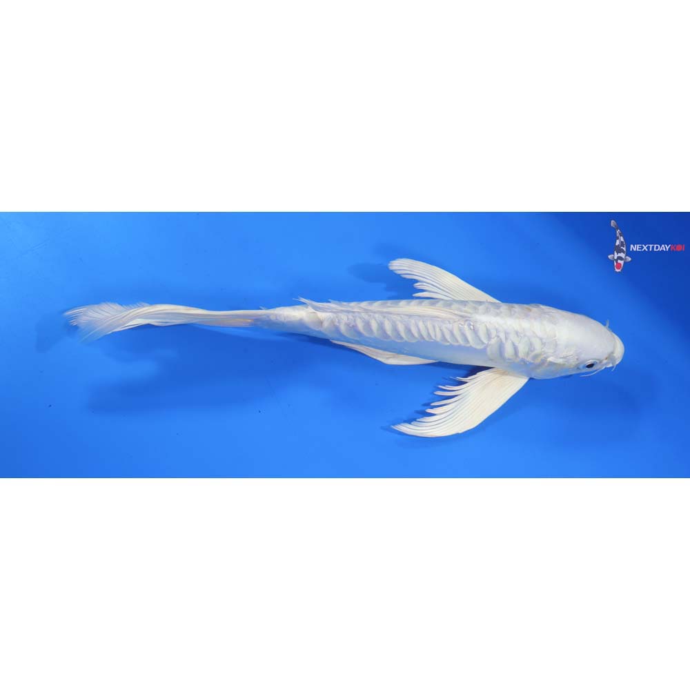 10” Imported Doitsu Platinum Ogon Butterfly Koi