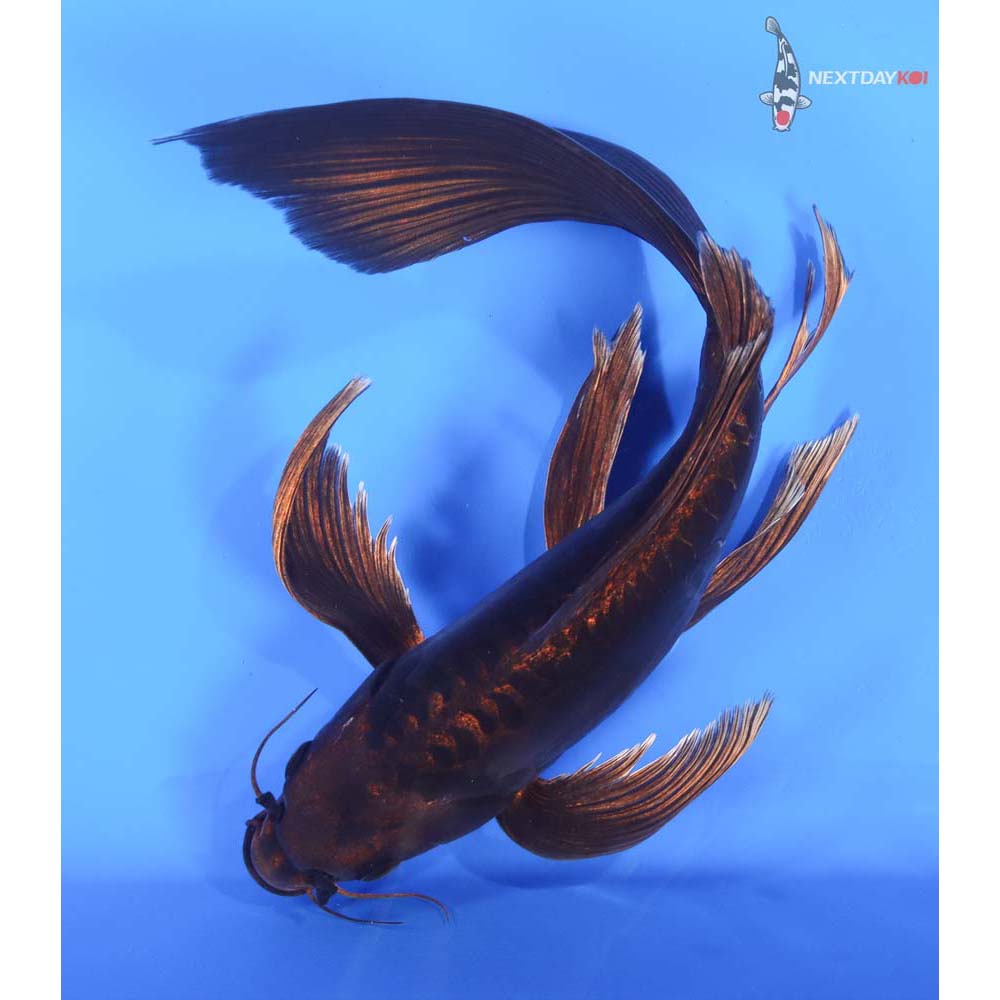 10” Imported Kin Kikokuryu Butterfly Koi