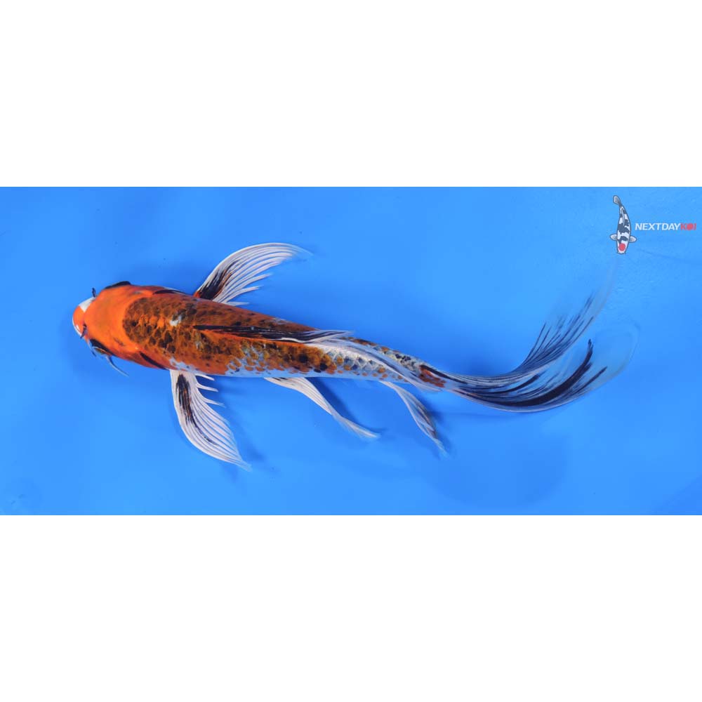 10” Imported Kujaku Butterfly Koi