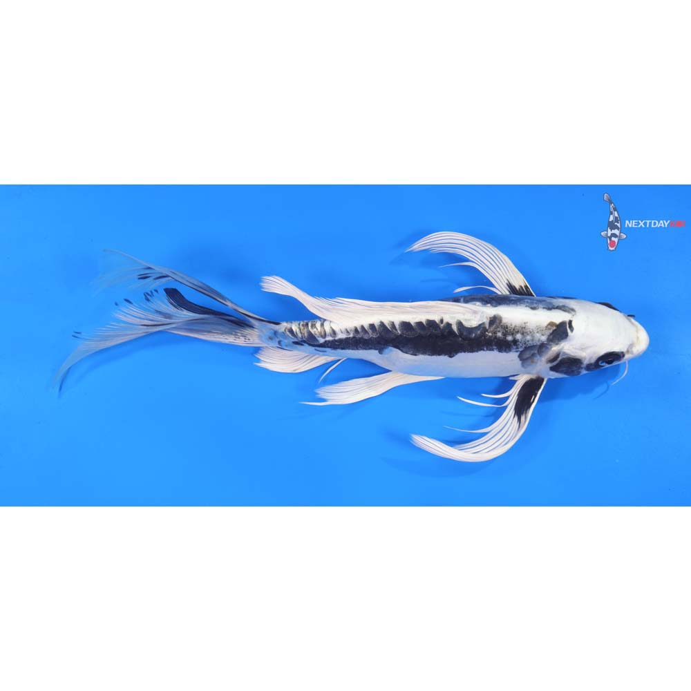 12.5” Imported Kikokuryu Butterfly Koi