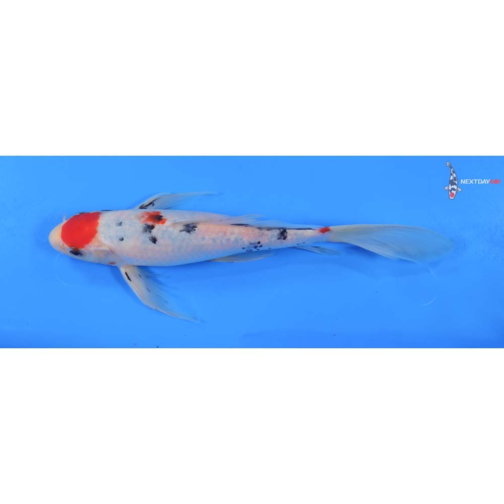 9.5” Imported Maruten Sanke Butterfly Koi