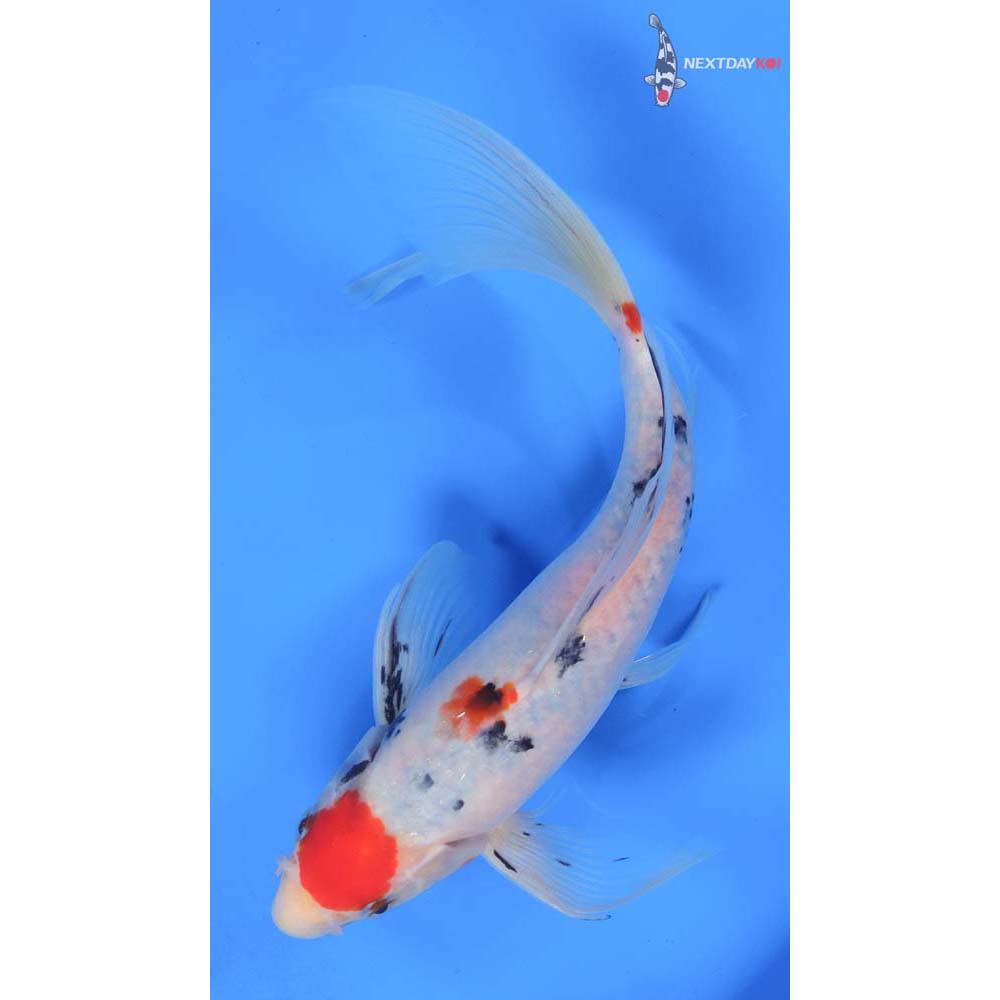 9.5” Imported Maruten Sanke Butterfly Koi