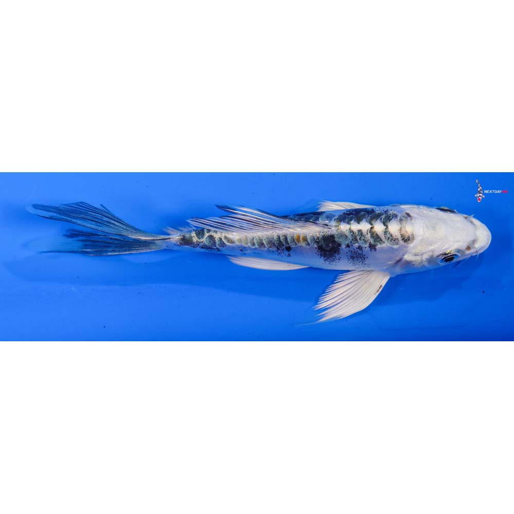5” Imported Heisei Nishiki Butterfly Koi