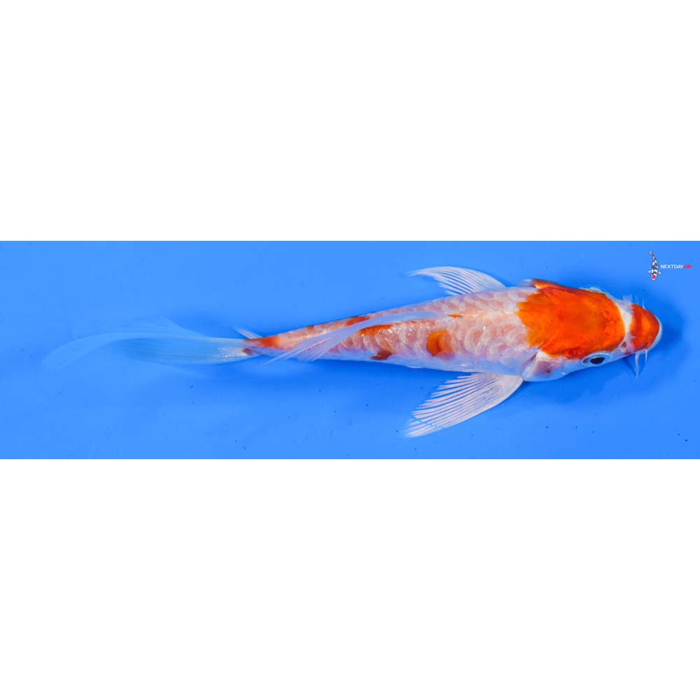 4.5” Imported Armor Scaled Hariwake Butterfly Koi